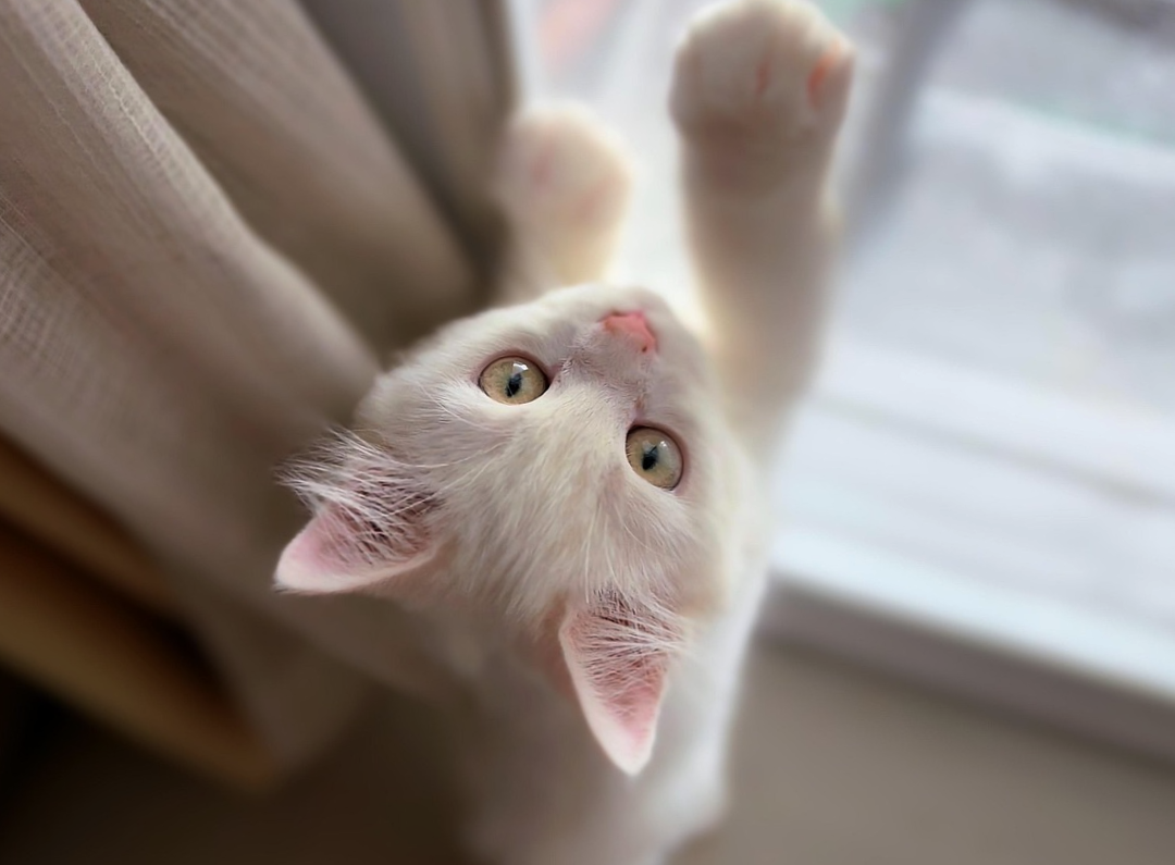 가정에서 키우는 귀여운 고양이 사진
